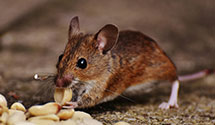 24 Hour & Emergency Exterminators in East Arcadia, NC